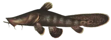Chocolate Frogmouth Catfish, fotografiert auf transparentem Hintergrund