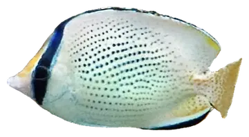 Speckled Butterflyfish، صورة على خلفية شفافة