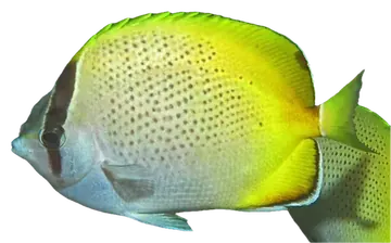 Gunther's Butterflyfish، صورة على خلفية شفافة