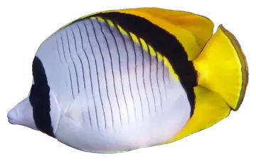 Lined Butterflyfish، صورة على خلفية شفافة