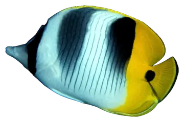 Pacific Double-saddle Butterflyfish، صورة على خلفية شفافة