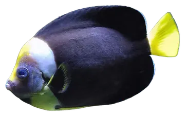 Queensland Yellowtail Angelfish, fotografiert auf transparentem Hintergrund