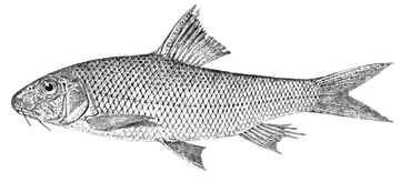 Chagunius chagunio, fotografata su sfondo trasparente