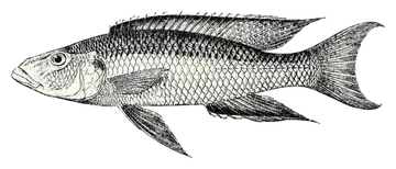 Malawi Trout Cichlid, photographed on a transparent background