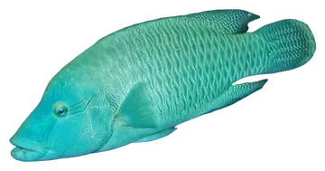 Napoleon Wrasse، صورة على خلفية شفافة