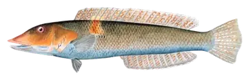 Cigar Wrasse, photographed on a transparent background