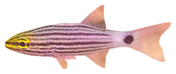 Wolf Cardinalfish, fotografiert auf transparentem Hintergrund