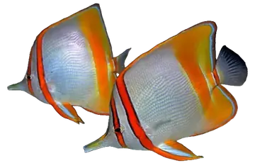 Margined Coralfish, gefotografeerd op een transparante achtergrond