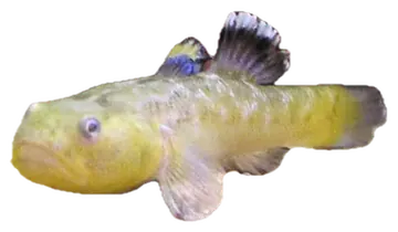 Desert Goby، صورة على خلفية شفافة