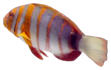 Harlequin Tuskfish, fotografiert auf transparentem Hintergrund