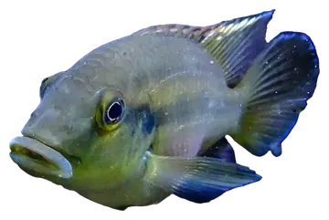 Günther's Mouthbrooder, fotografiert auf transparentem Hintergrund