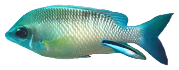 Yellow-axil chromis, fotografata su sfondo trasparente