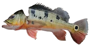 Butterfly Peacock Bass, photographed on a transparent background