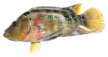 Threespot Cichlid, fotografiert auf transparentem Hintergrund