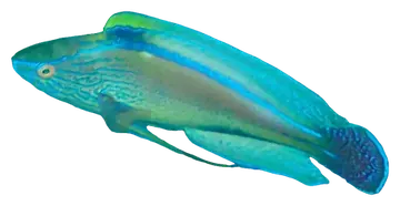 Lavender Wrasse، صورة على خلفية شفافة