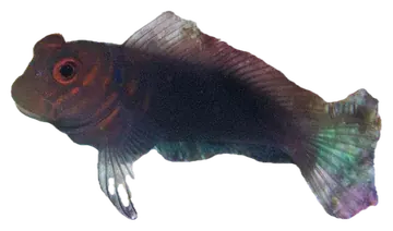Chestnut Blenny، صورة على خلفية شفافة