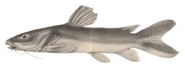 Widehead Catfish kuvattuna läpinäkyvälle taustalle