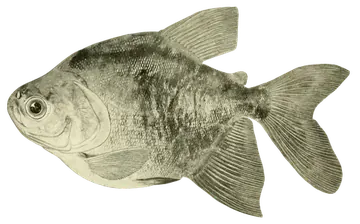 Tambaqui, fotografiert auf transparentem Hintergrund