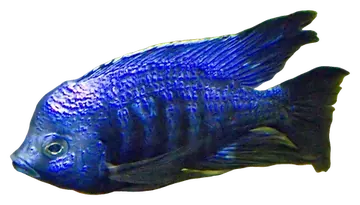 Azureus Cichlid، صورة على خلفية شفافة