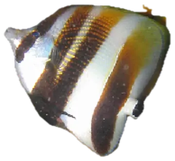Highfin Coralfish, fotografata su sfondo trasparente