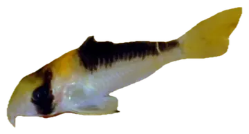 Adolfo's Cory, fotografiert auf transparentem Hintergrund