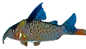 False Blochi Corydoras, fotografiert auf transparentem Hintergrund