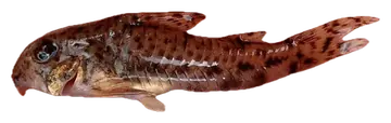 Corydoras flaveolus، صورة على خلفية شفافة