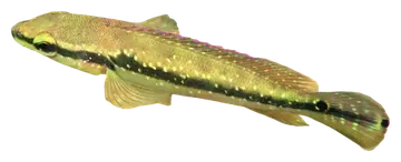 White-spotted Pike Cichlid, fotografiert auf transparentem Hintergrund