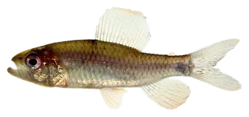 Sailfin Characin, fotografiert auf transparentem Hintergrund