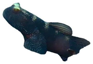 Barred Shrimpgoby, photographed on a transparent background