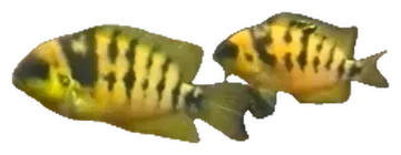 Yellow Dwarf Cichlid, gefotografeerd op een transparante achtergrond