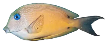 Twospot Bristletooth, fotografiert auf transparentem Hintergrund