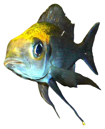 Cyathopharynx furcifer، صورة على خلفية شفافة
