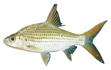 Cyclocheilichthys apogon, photographed on a transparent background