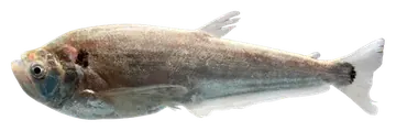 Agassiz's Payara, fotografiert auf transparentem Hintergrund