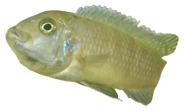 Afra Cichlid, fotografiado sobre fondo transparente