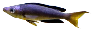 Cyprichromis microlepidotus، صورة على خلفية شفافة