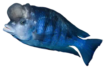 Blue Dolphin Cichlid, fotografiado sobre fondo transparente