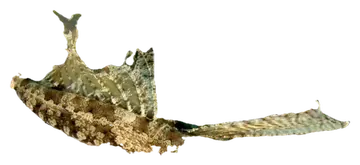 Orange and Black Dragonet, fotografiert auf transparentem Hintergrund