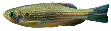 Moustached Danio، صورة على خلفية شفافة