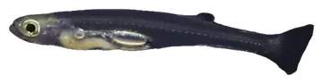 Dracula Fish, photographed on a transparent background