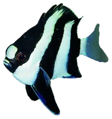 Humbug Dascyllus, saydam zeminde fotoğraf