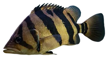 Finescale Tigerfish، صورة على خلفية شفافة