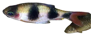 Arulius Barb, fotografiert auf transparentem Hintergrund
