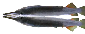 Silver halfbeak, photographed on a transparent background