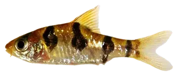 Snakeskin Barb، صورة على خلفية شفافة