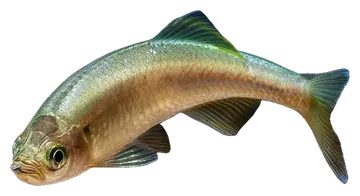 Devario neilgherriensis، صورة على خلفية شفافة