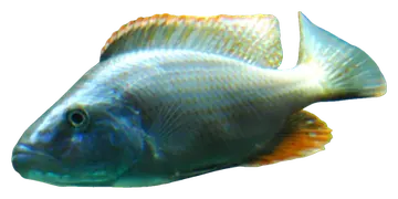Malawi eyebiter, saydam zeminde fotoğraf