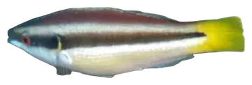 Yellowtail Wrasse, photographed on a transparent background