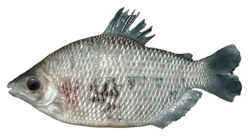 Silver Distichodus, fotografiert auf transparentem Hintergrund